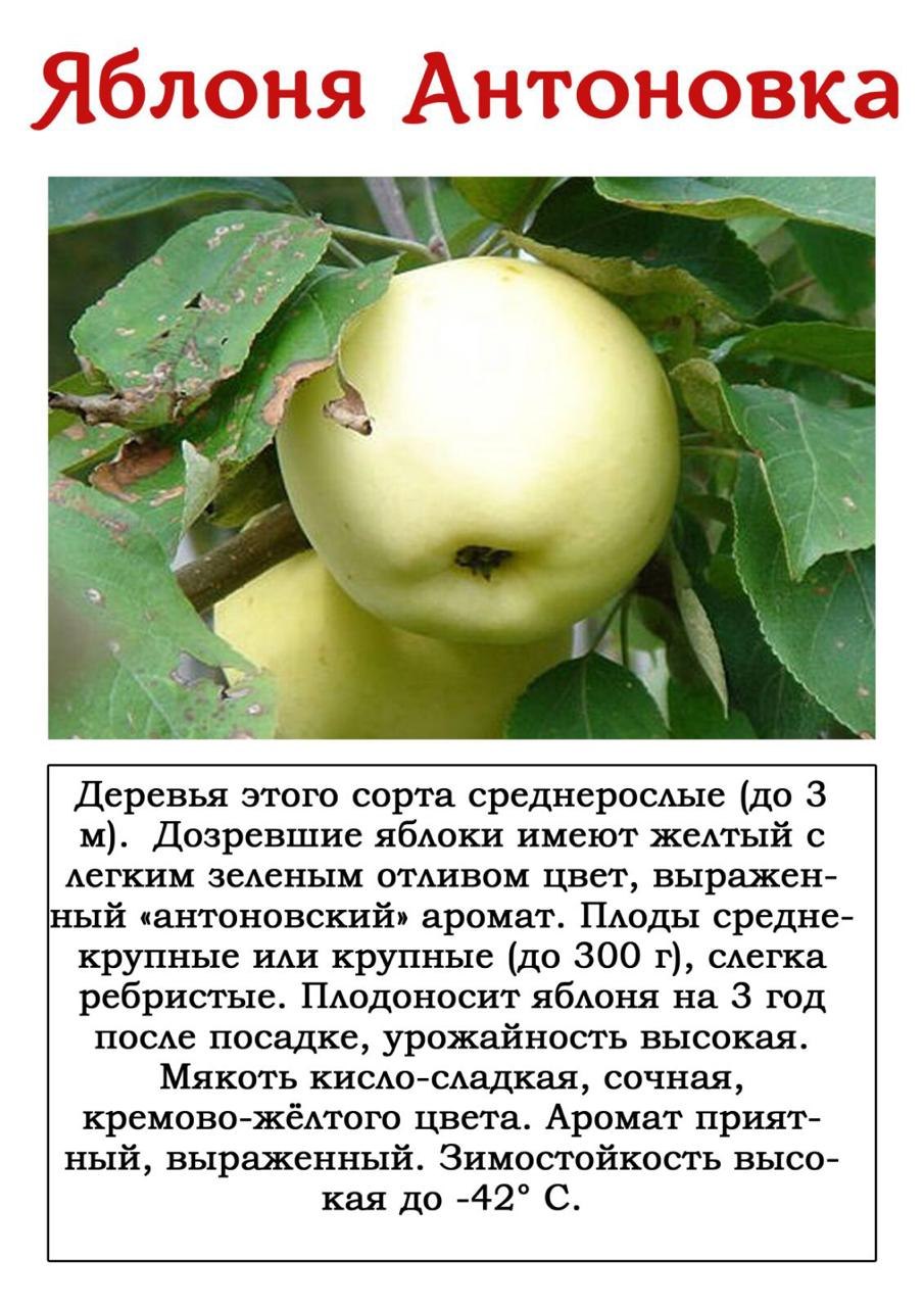 Яблоня Веньяминовское