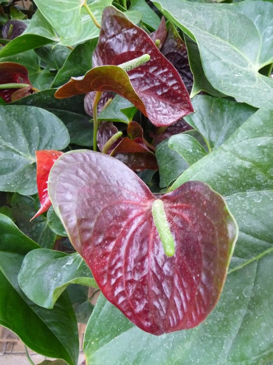 Антуриум Шерцера Гавайи