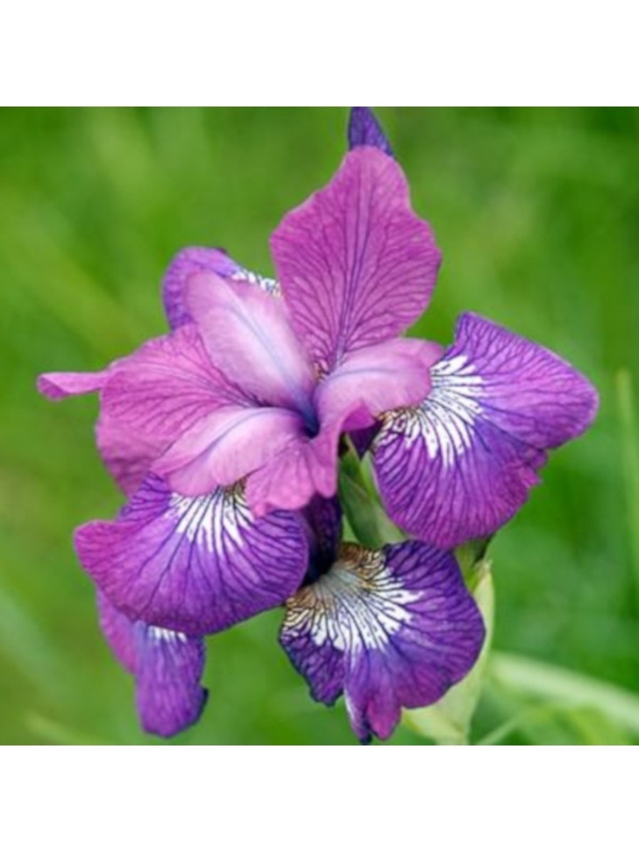 Ирис сибирский опал