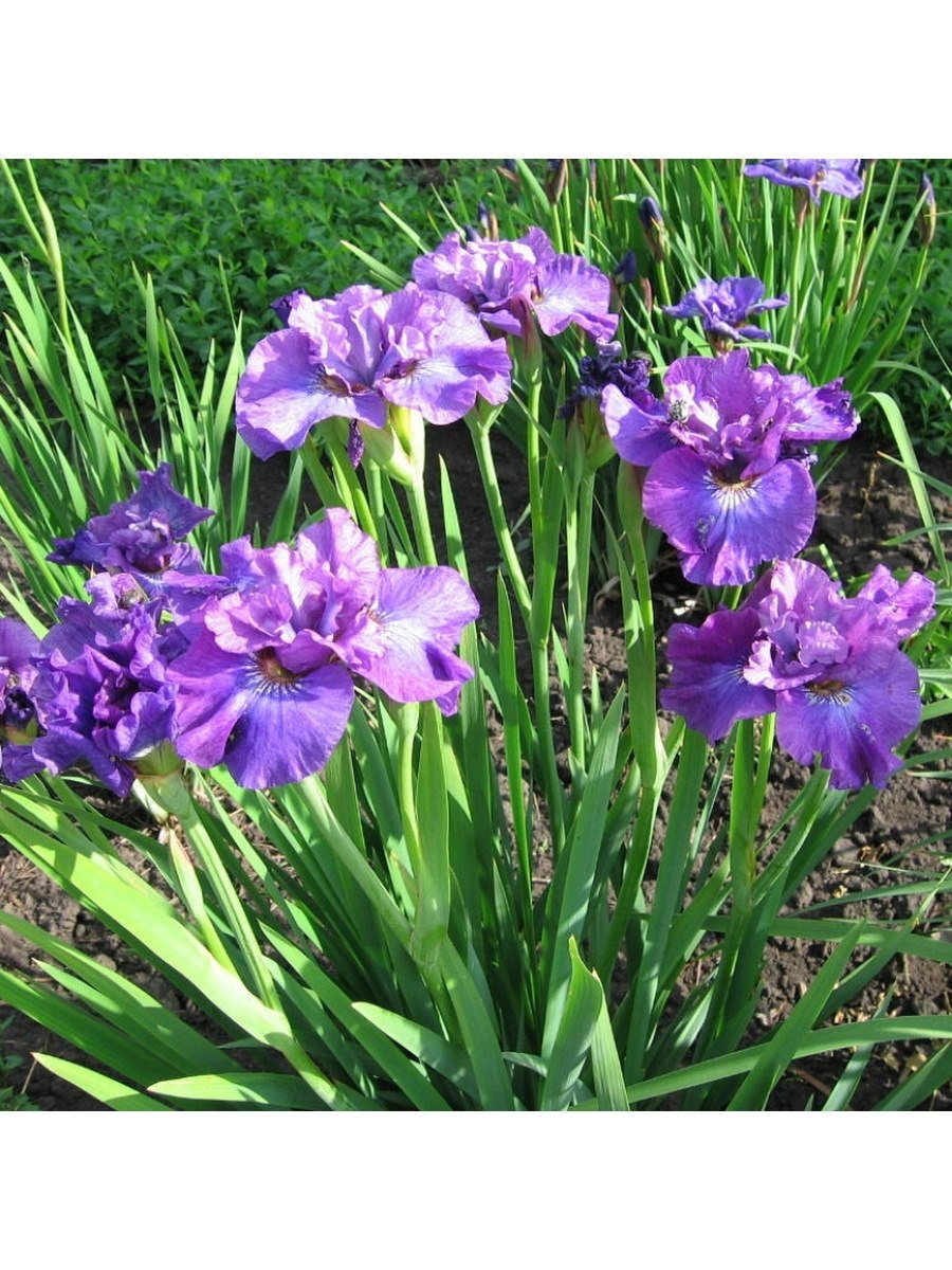 Ирис Сибирский Мишшион Бэй Mission Bay