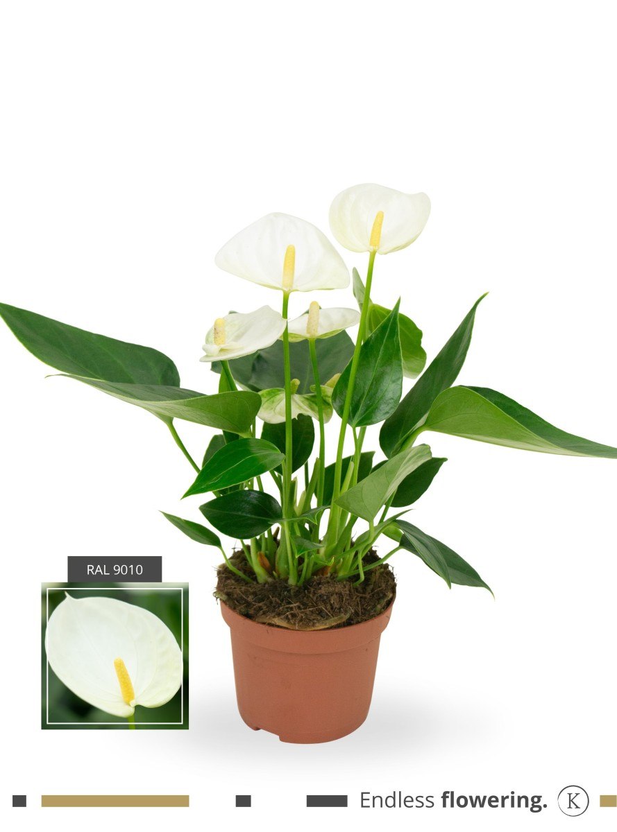 Антуриум Элидо белый