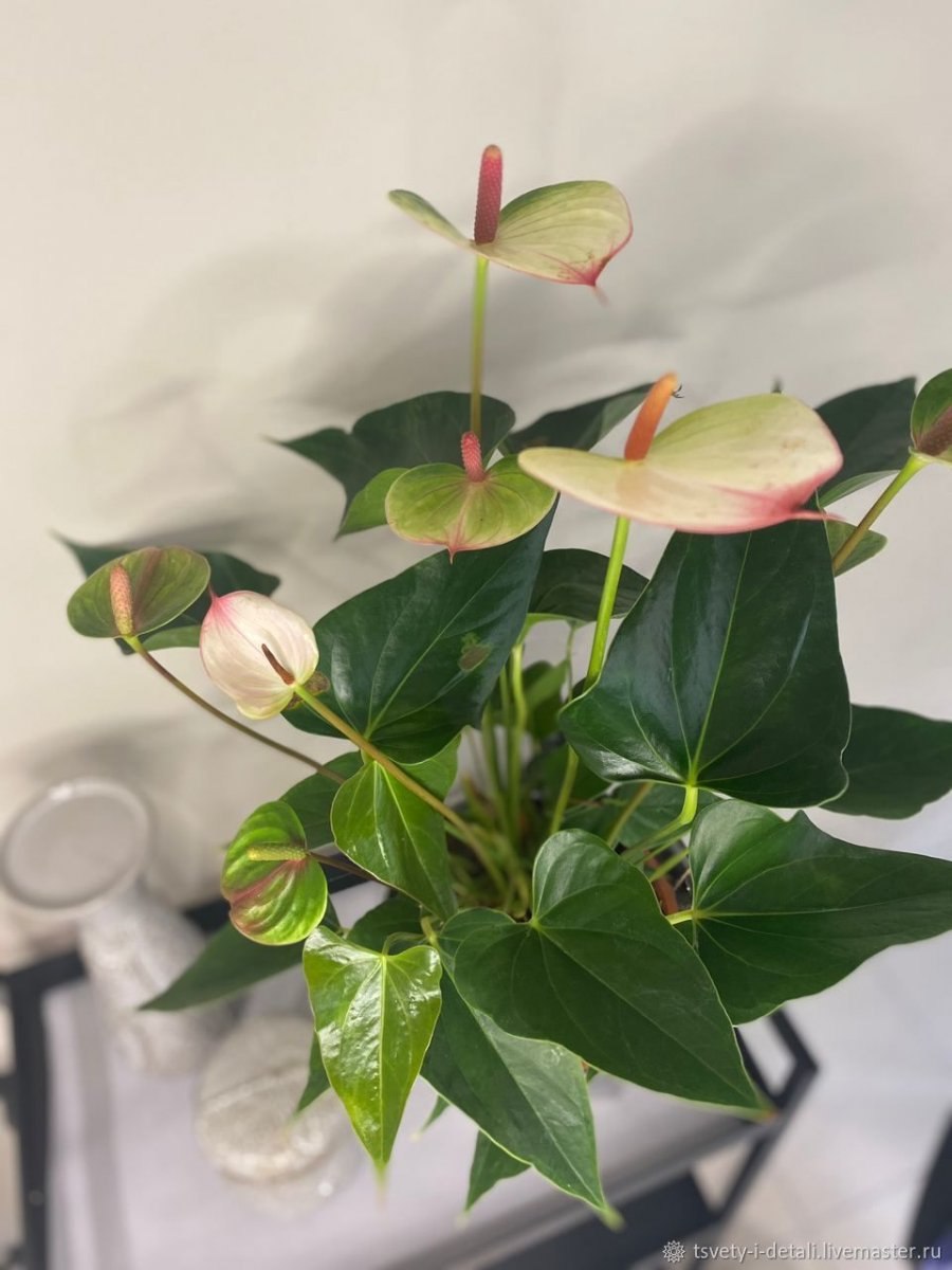 Антуриум элидо