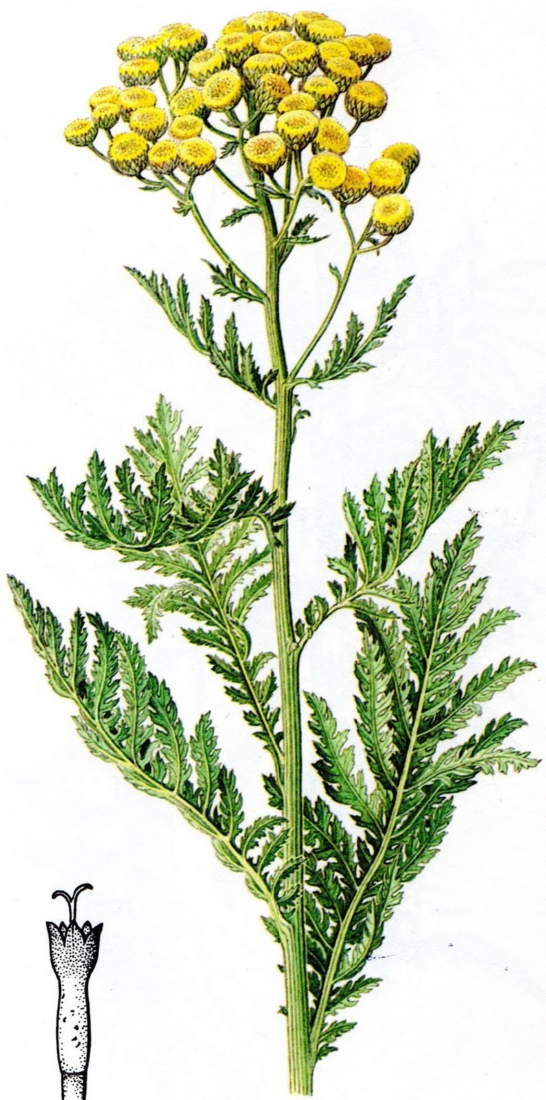 Пижма обыкновенная Фармакогнозия