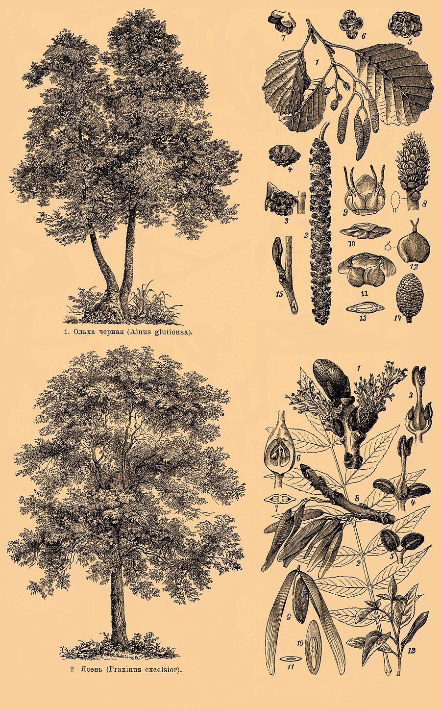Паспорт дерева ольха