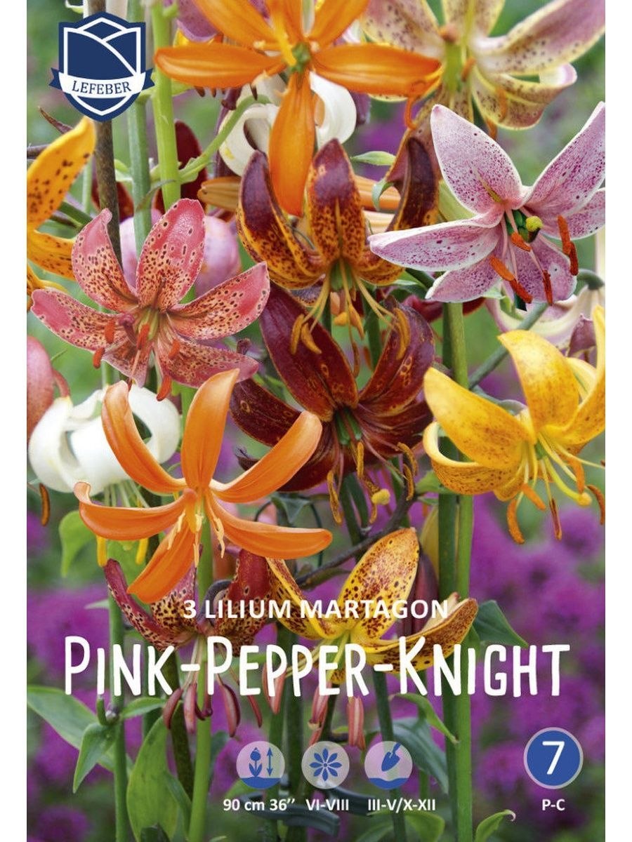 Мартагон Фейри морнинг