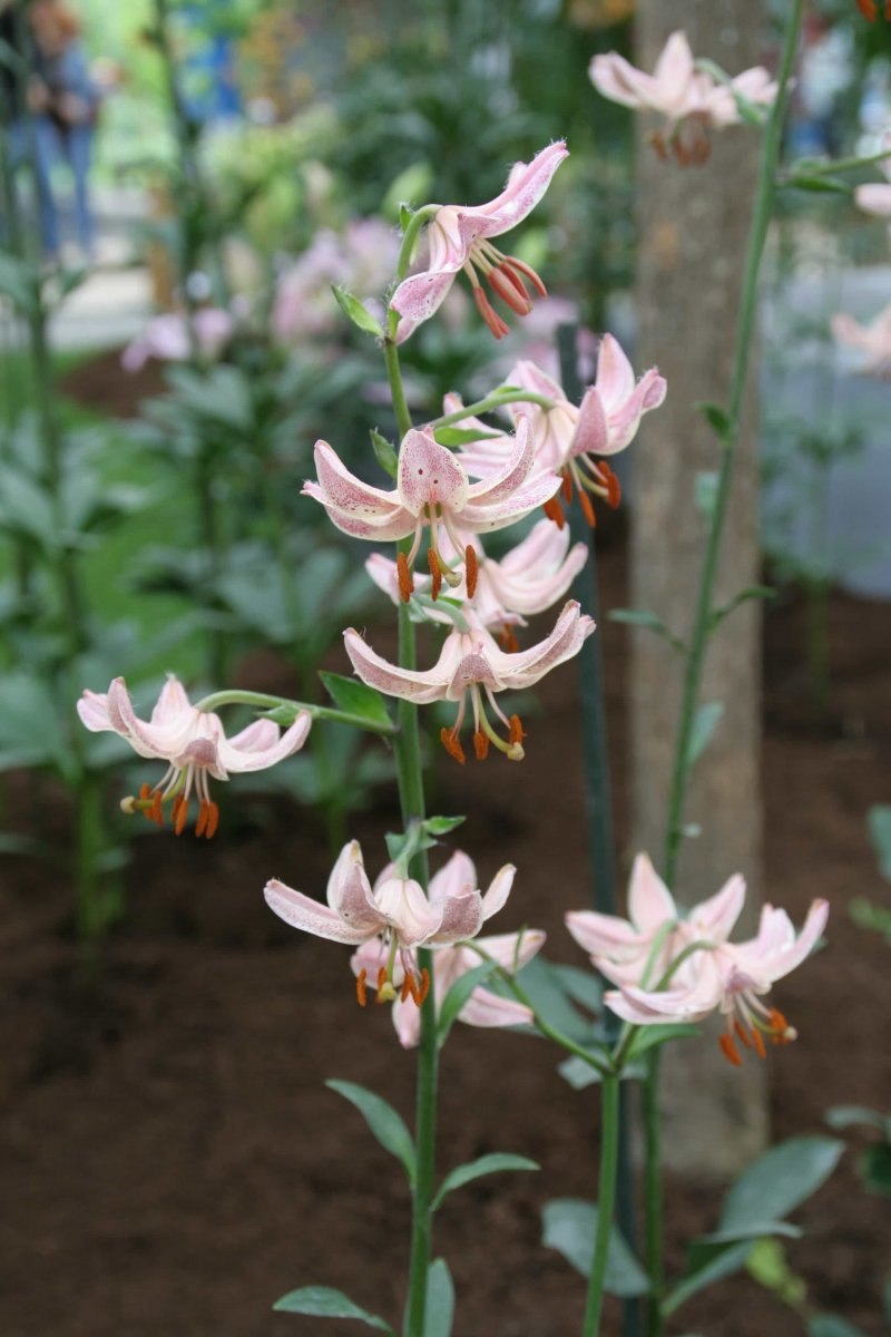 Мартагон Пинк морнинг