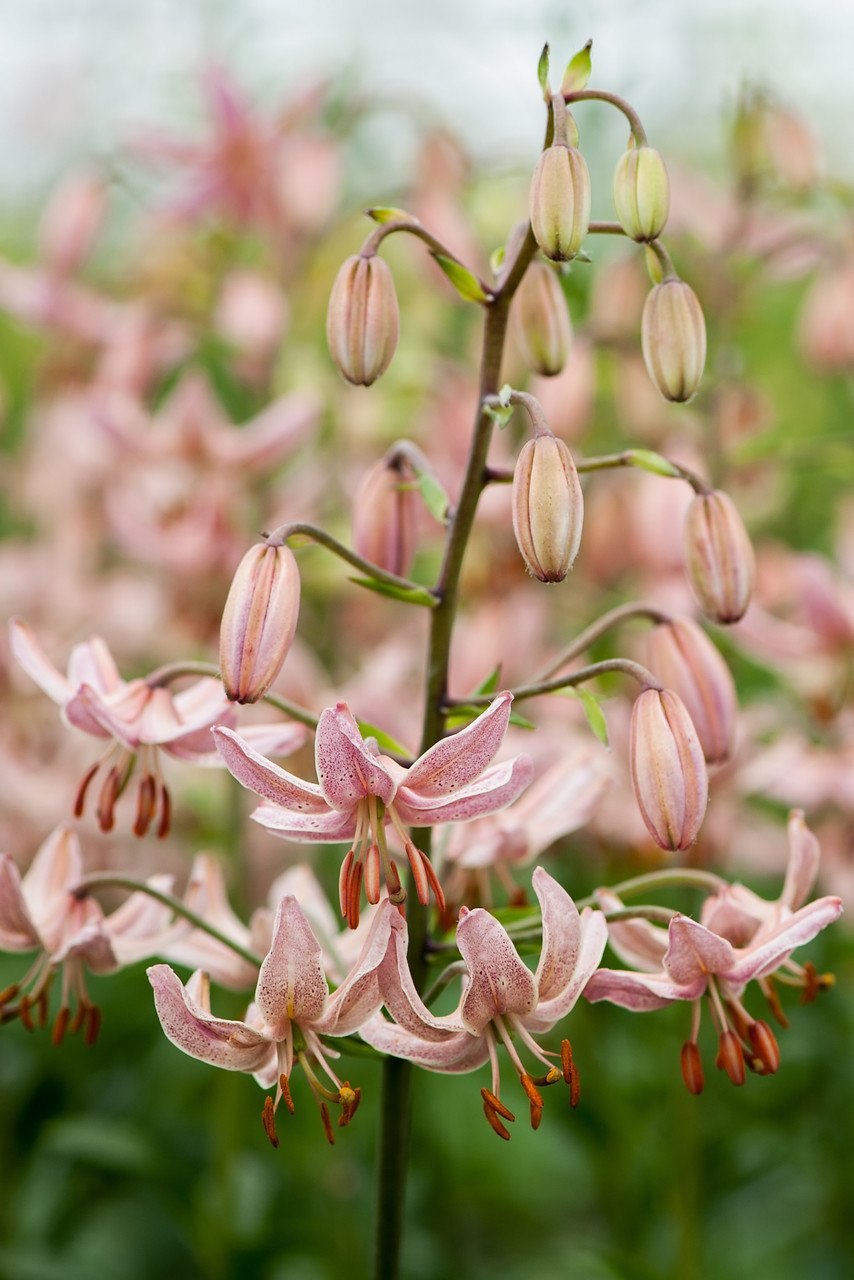 Лилия Пинк морнинг