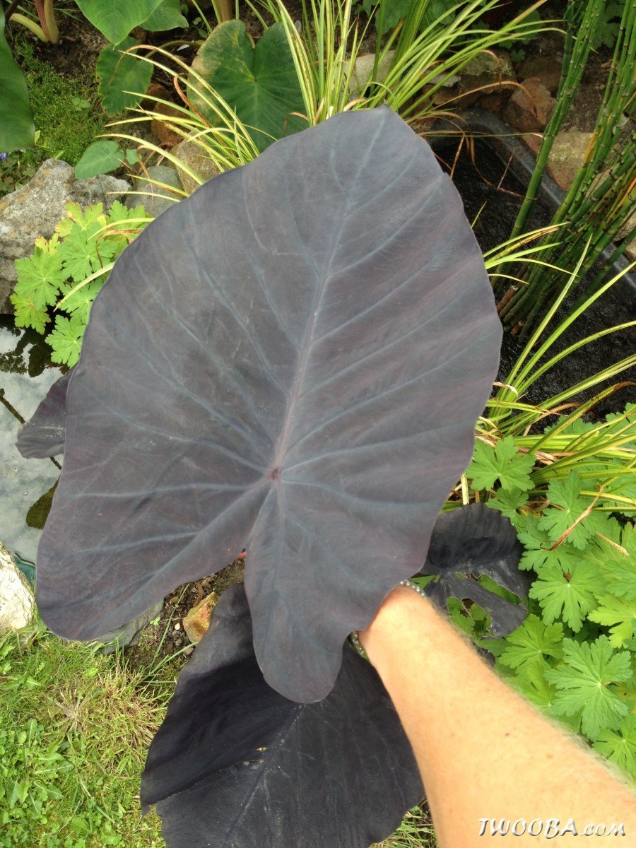 Алоказия Микки Маус