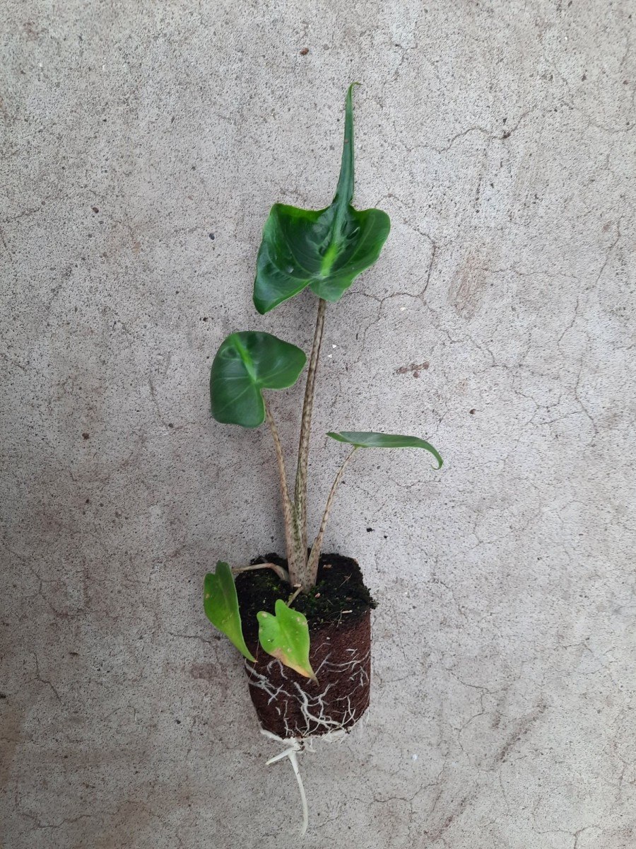 Алоказия регал шилдс