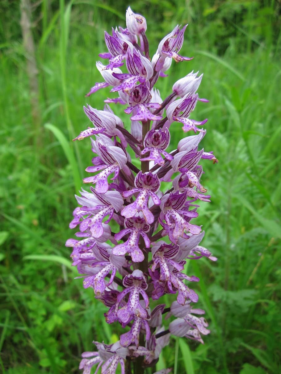 Ятрышник трехзубчатый (Orchis tridentata SCOP)