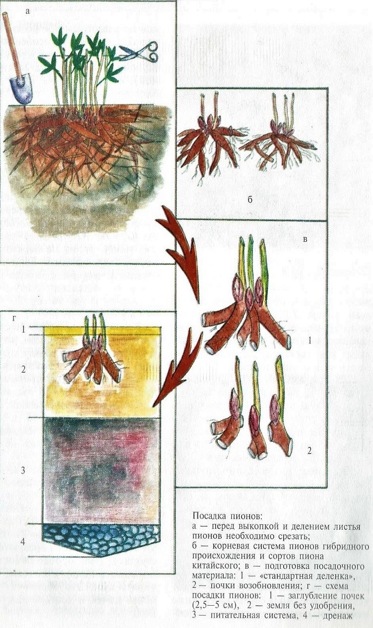 Корни астильбы