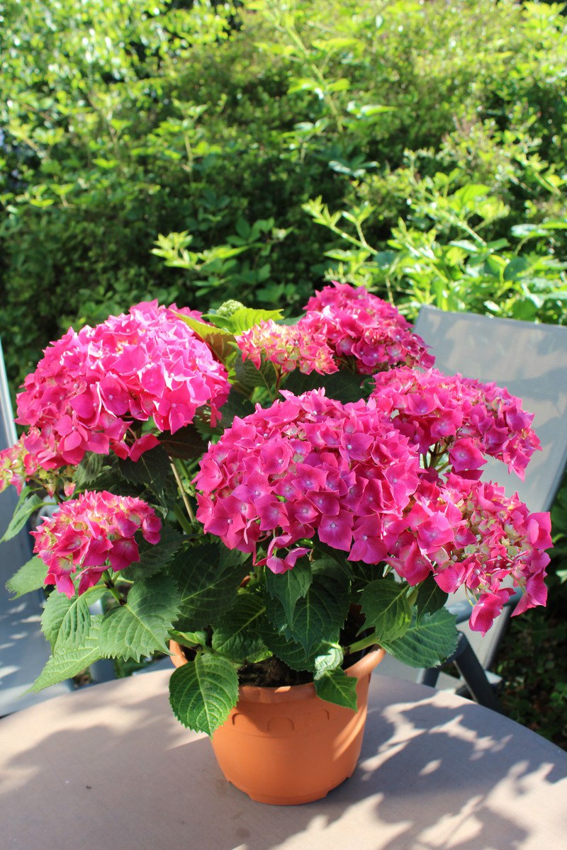 Гортензия крупнолистная