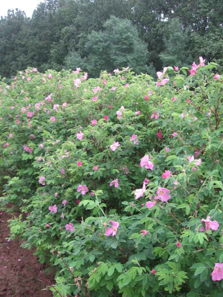 Шиповник обыкновенный плоды