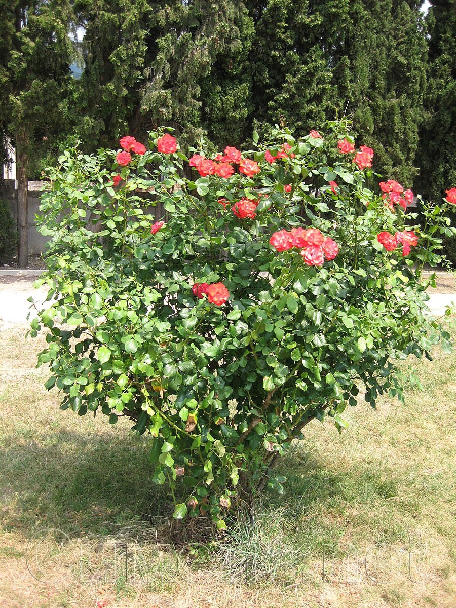 Шиповник Дикая роза