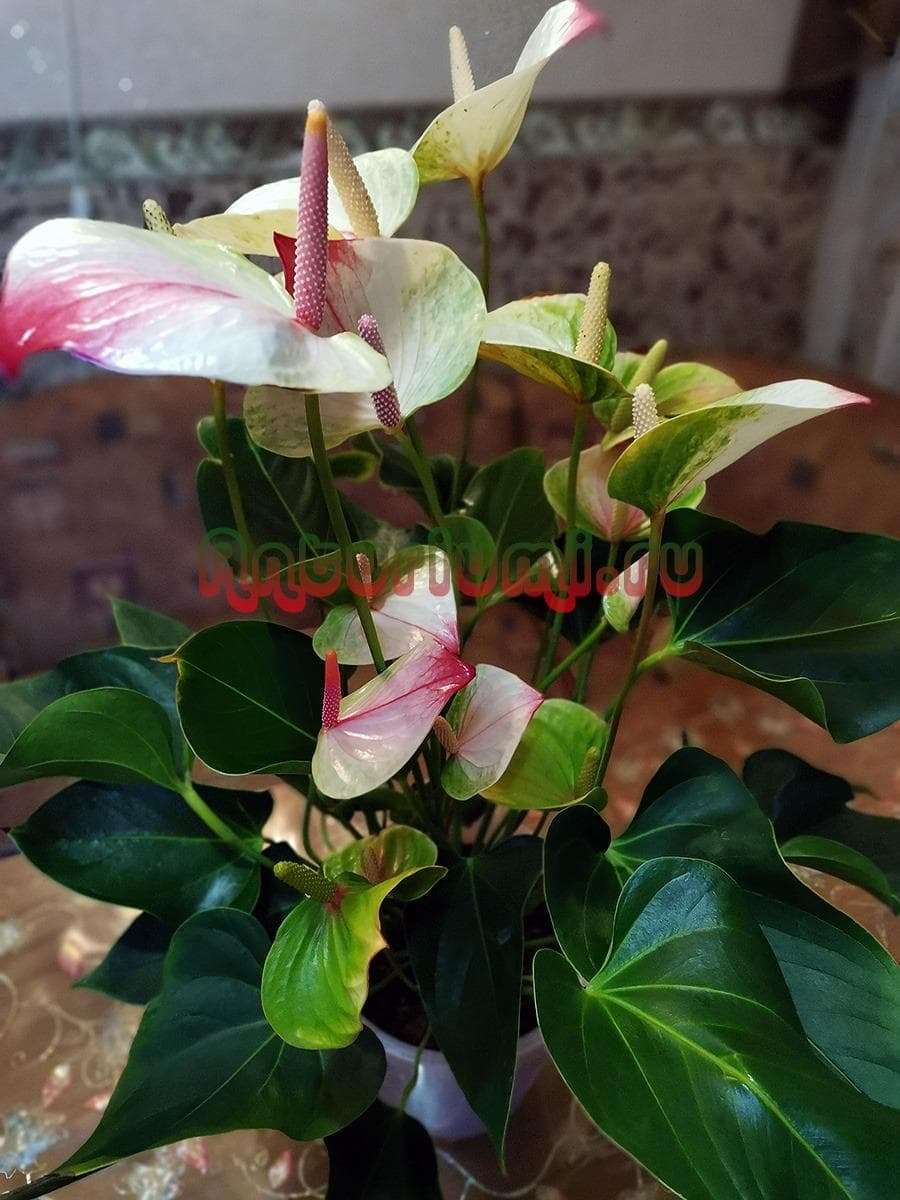 Антуриум экзота