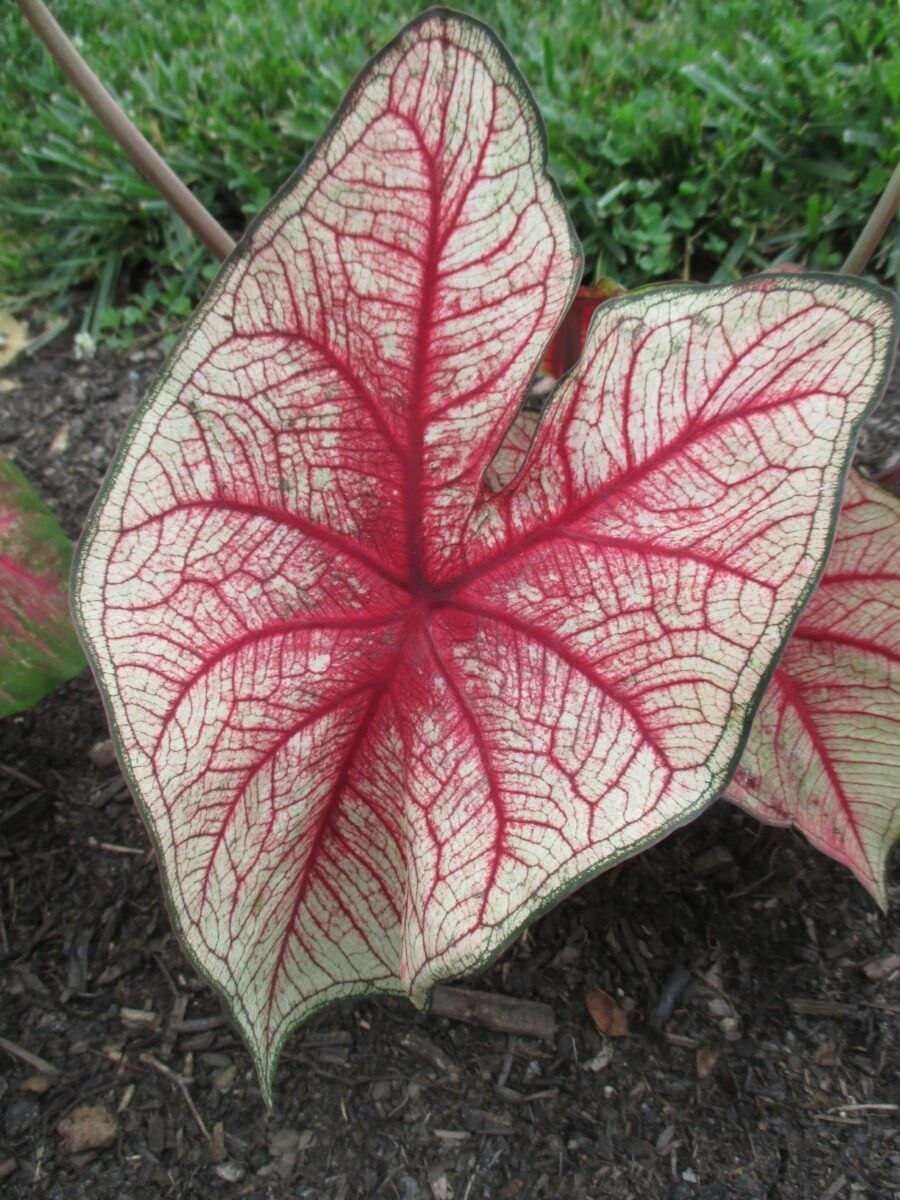 Caladium Kelly/каладиум Келли