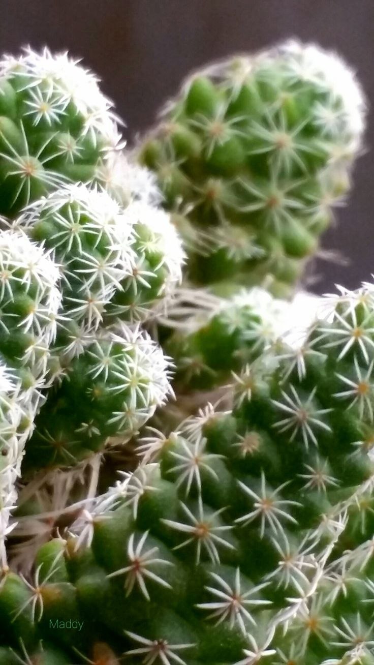 Mammillaria диаграмма цветка