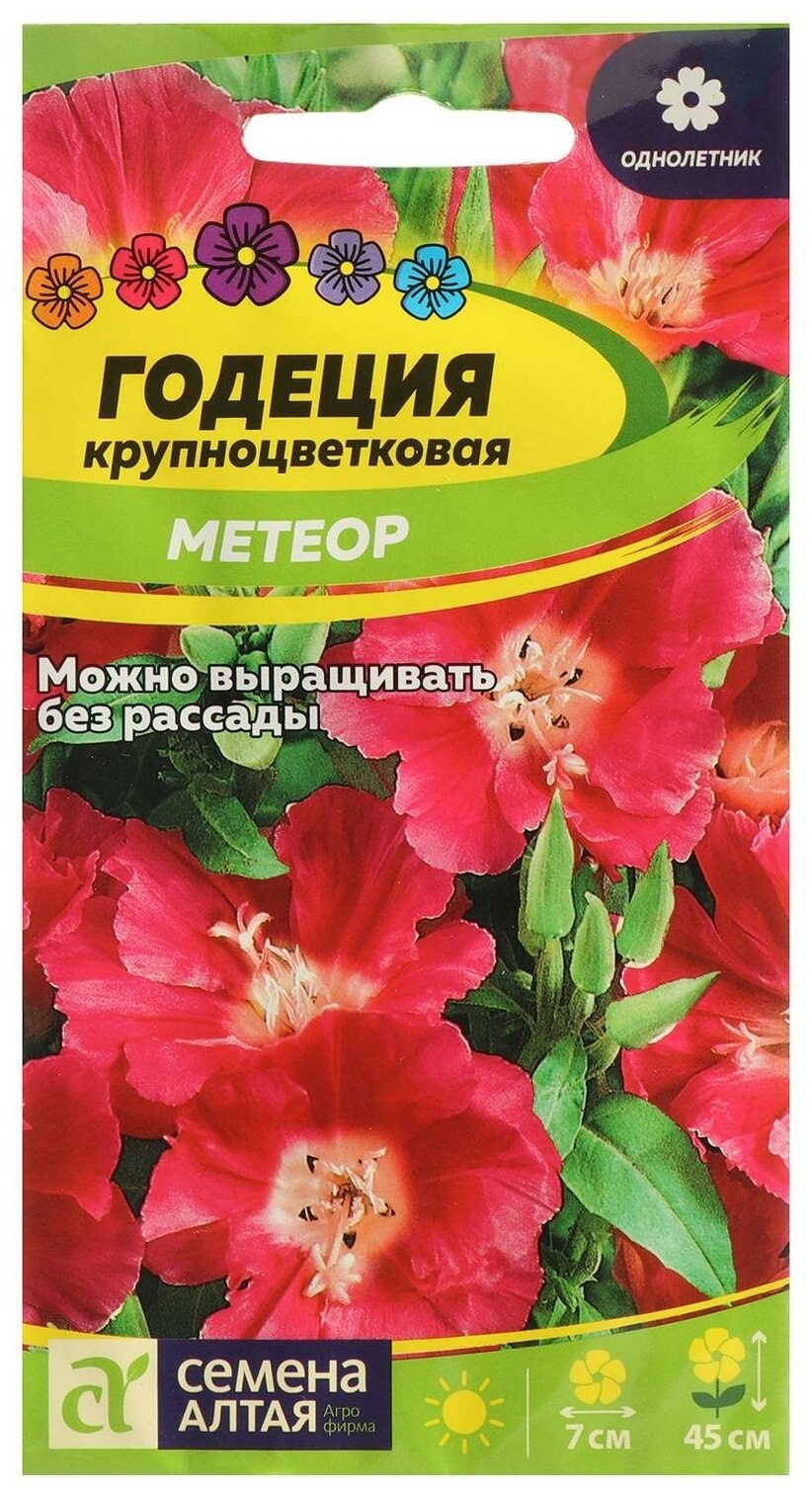 Годеция клумбовая