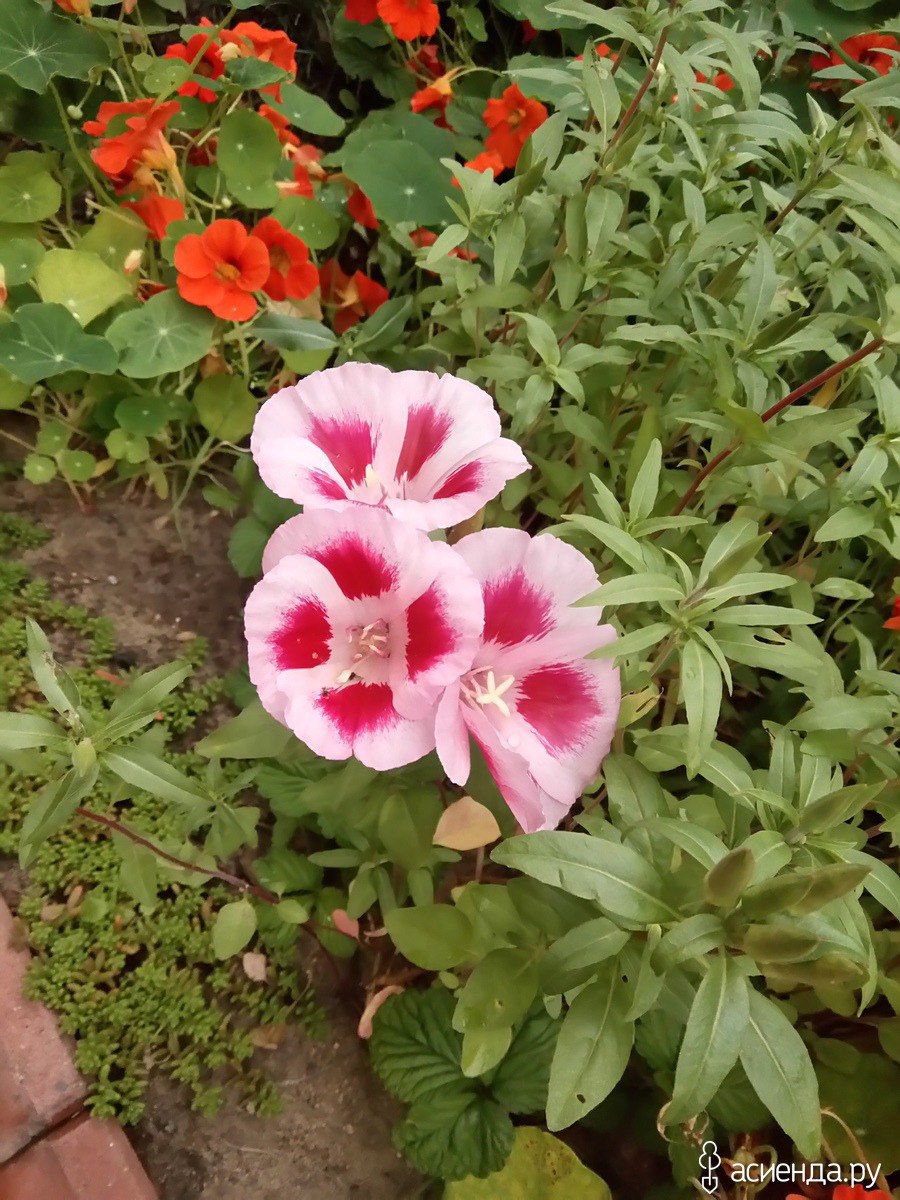 Годеция крупноцветковая Богема