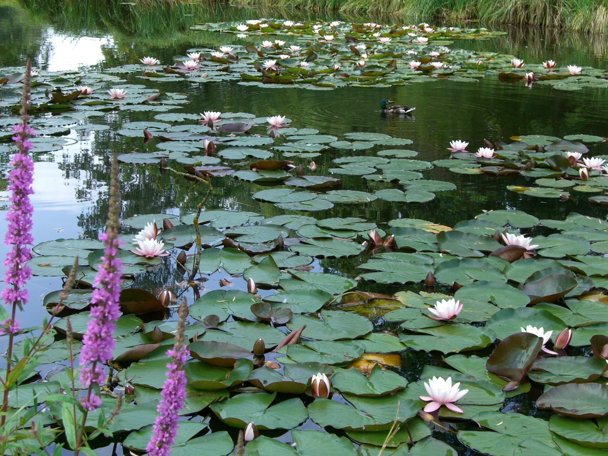 Купить цветы в озерах. Моне лилии в пруду. Водные растения. Водные декоративные растения. Растения растущие в воде.