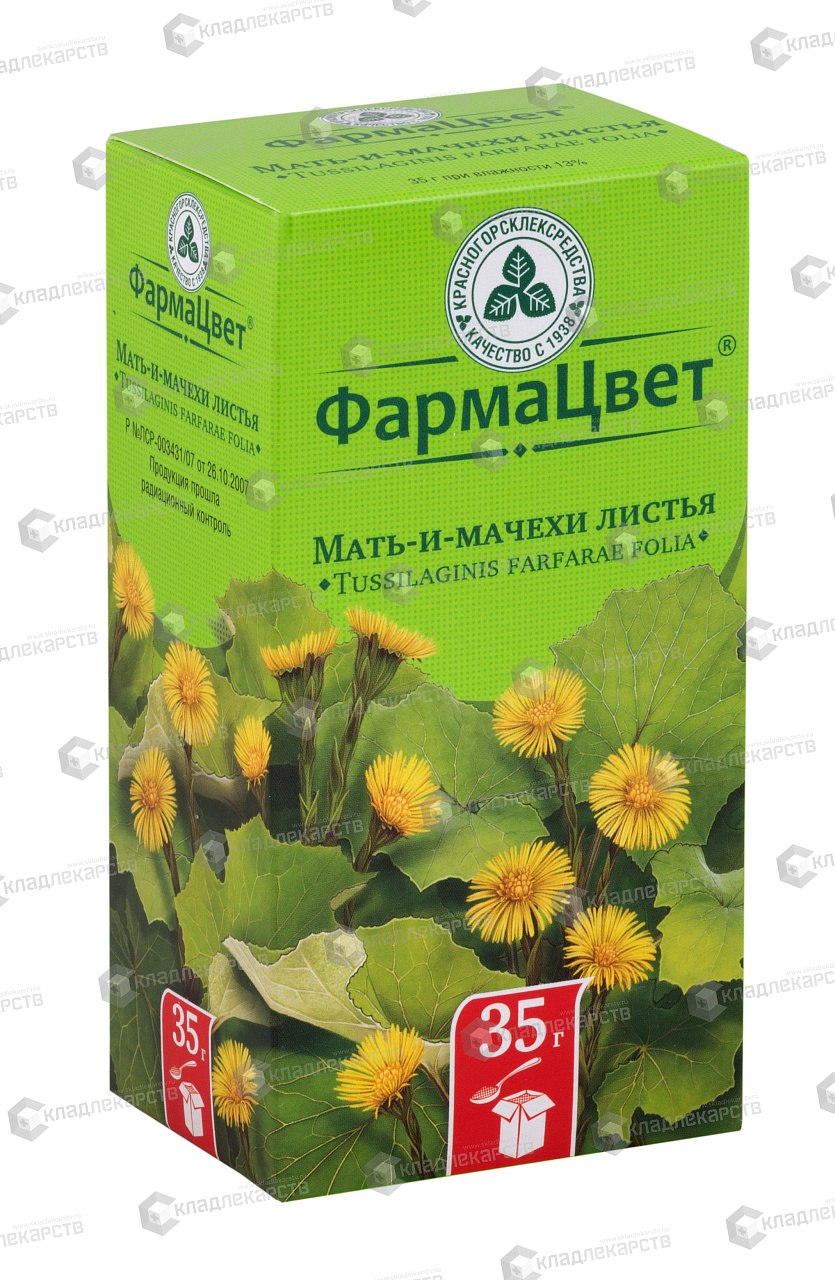Мать-и-мачеха обыкновенная (Tussilago Farfara)
