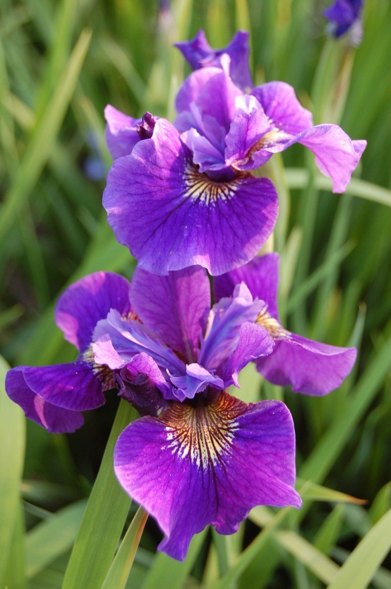 Ирис Сибирский Лайт ов Харт