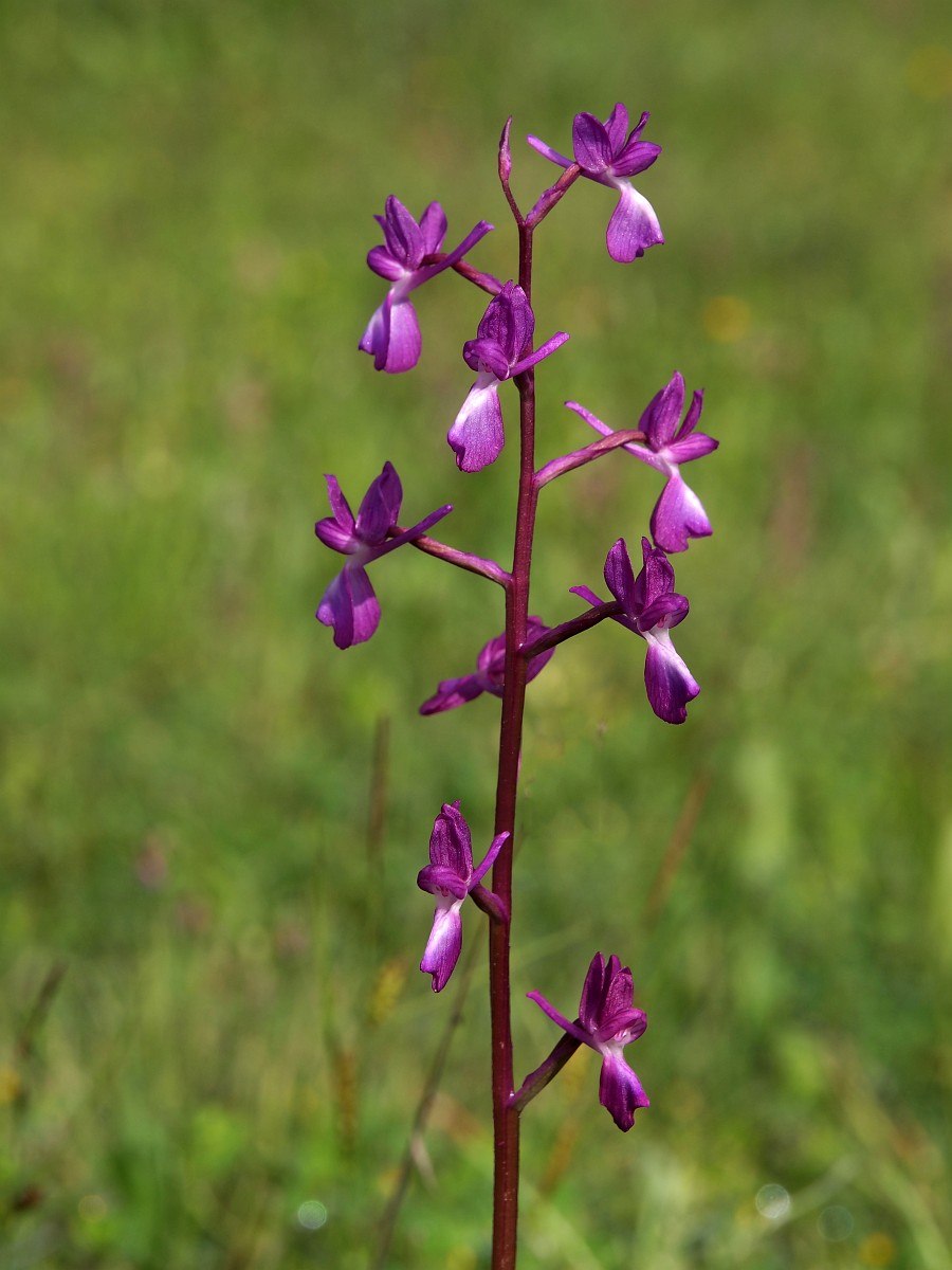 Ятрышник трёхзубчатый Orchis tridentata