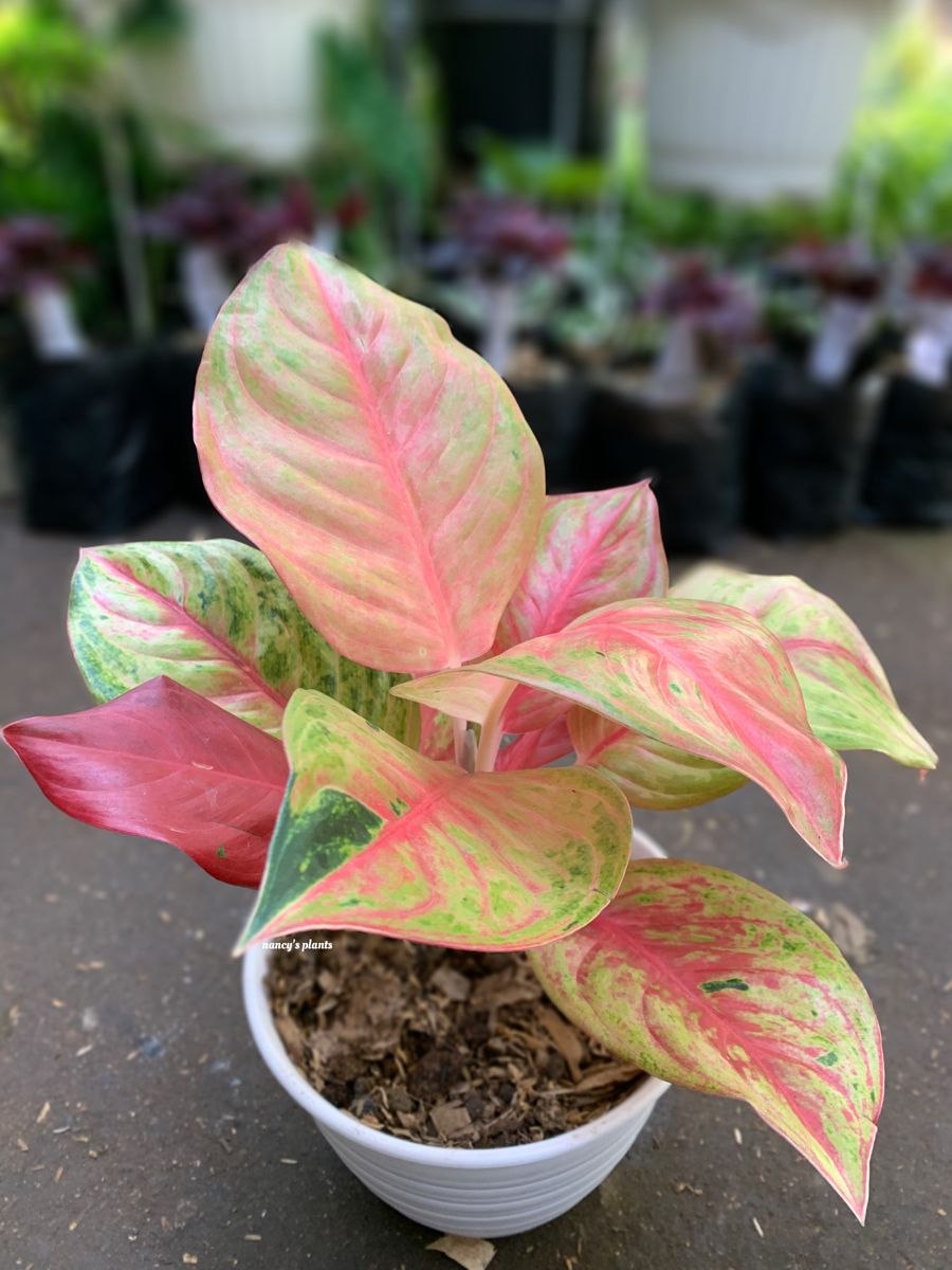 Аглаонема Махараджи