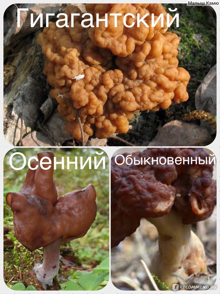 Строчок обыкновенный и строчок гигантский отличие