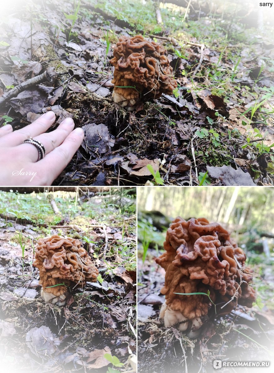 Сморчок или строчок