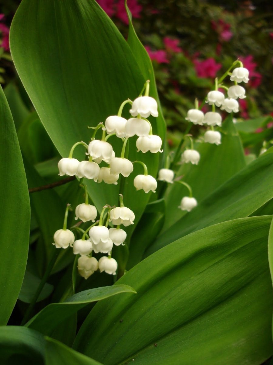 Ядовитые растения ландыш