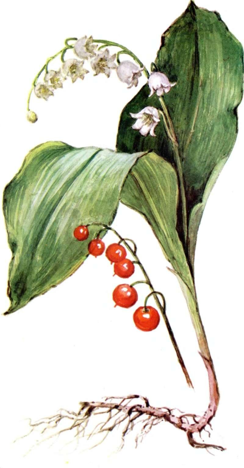 Ландыш Майский поле