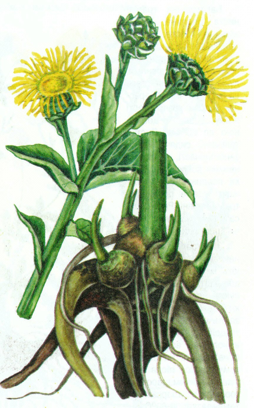 Inula graveolens девясил