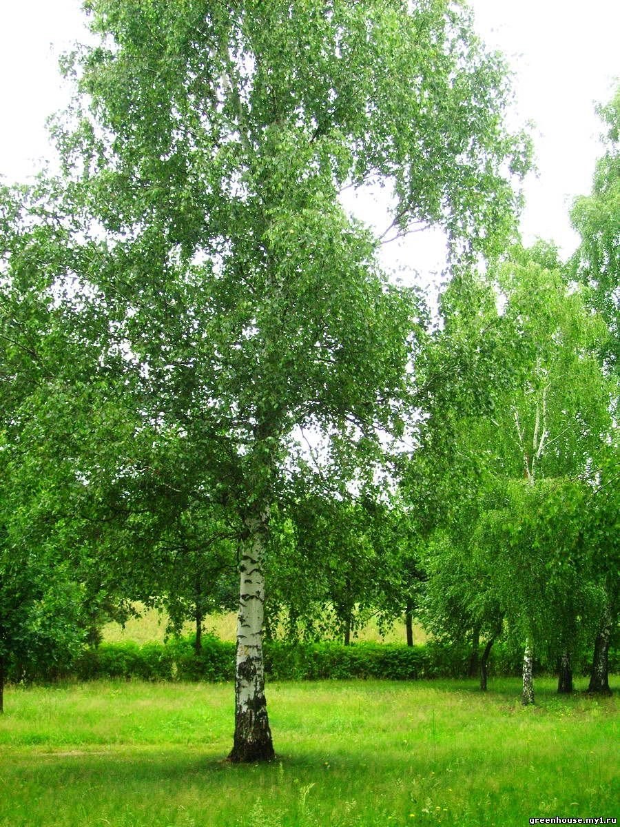 Береза бородавчатая