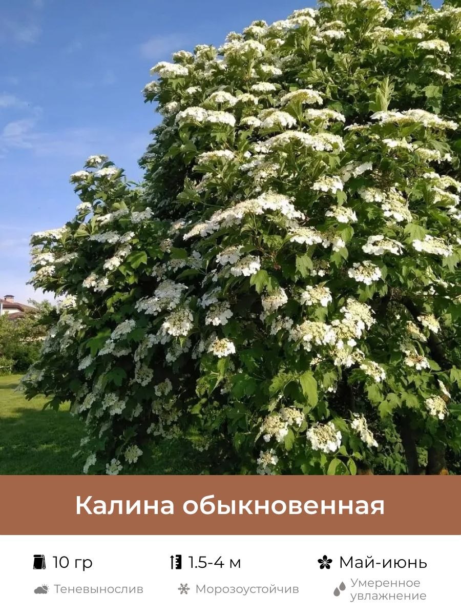 Калина "Ульгень" ( см, )
