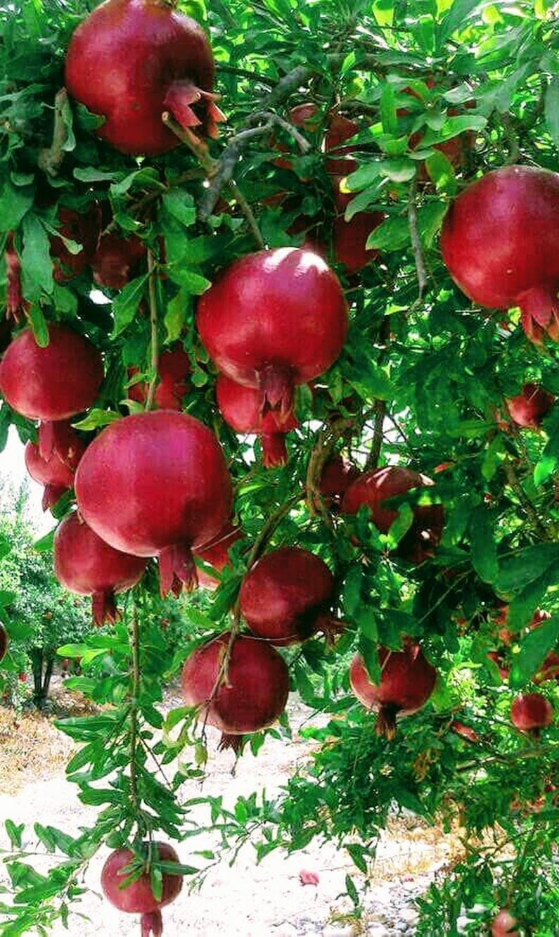 Гранат Никитский ранний