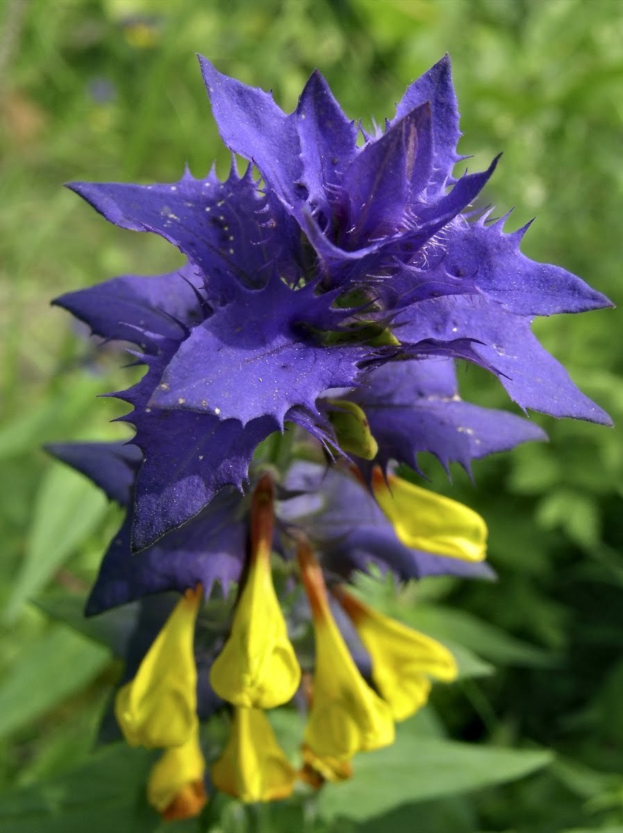 Иван-да-Марья растение фото