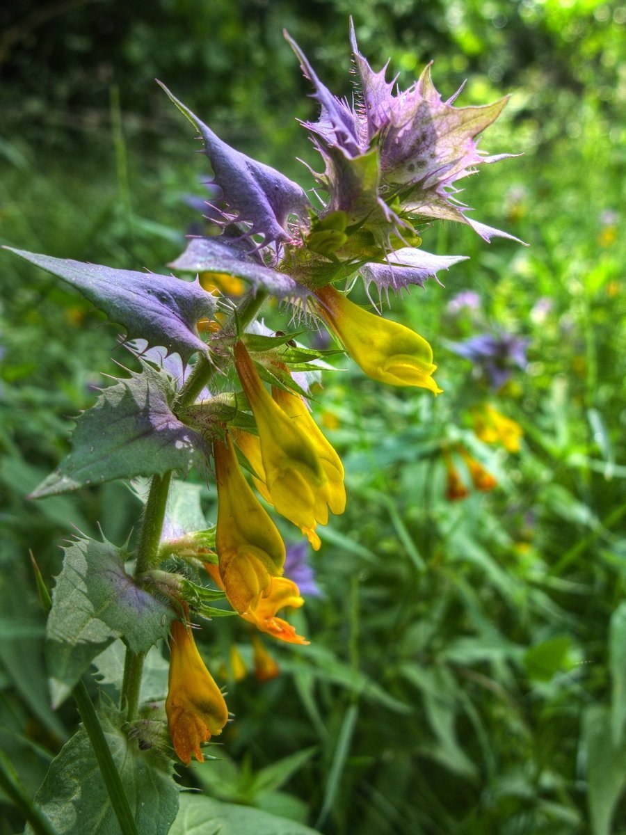 Марьянник Дубравный плод