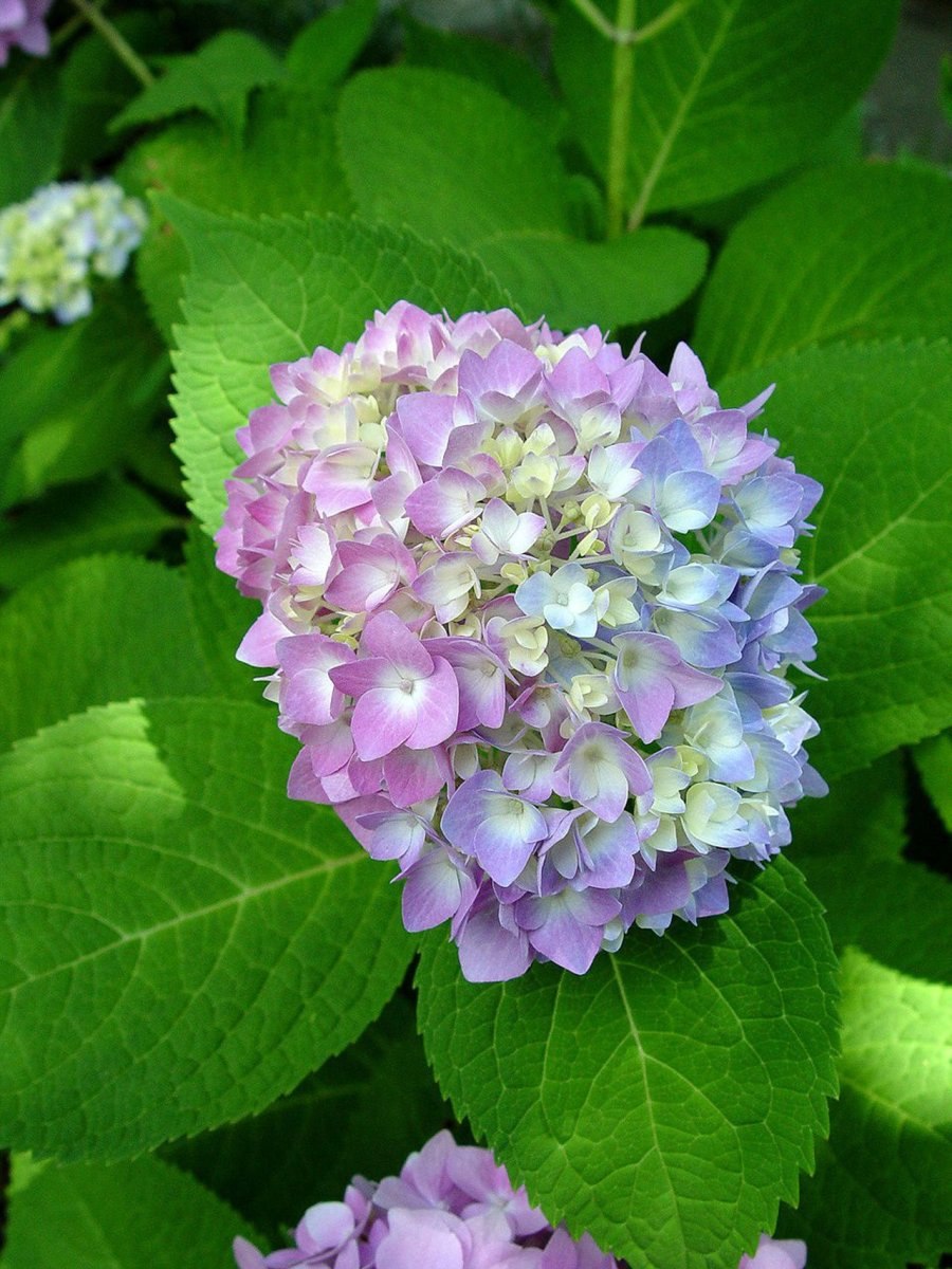 Гортензия Плант