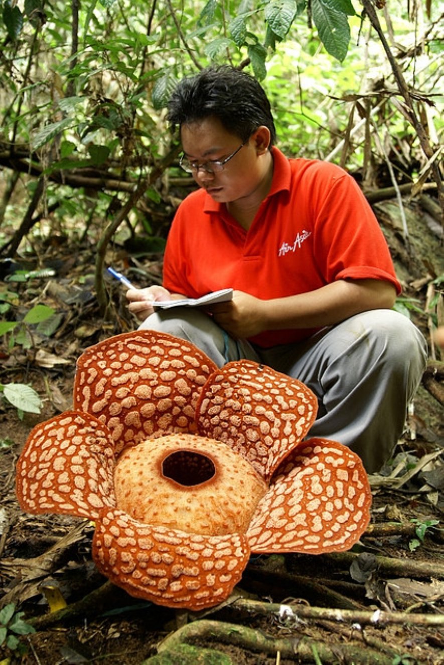 Цветок раффлезия Арнольда