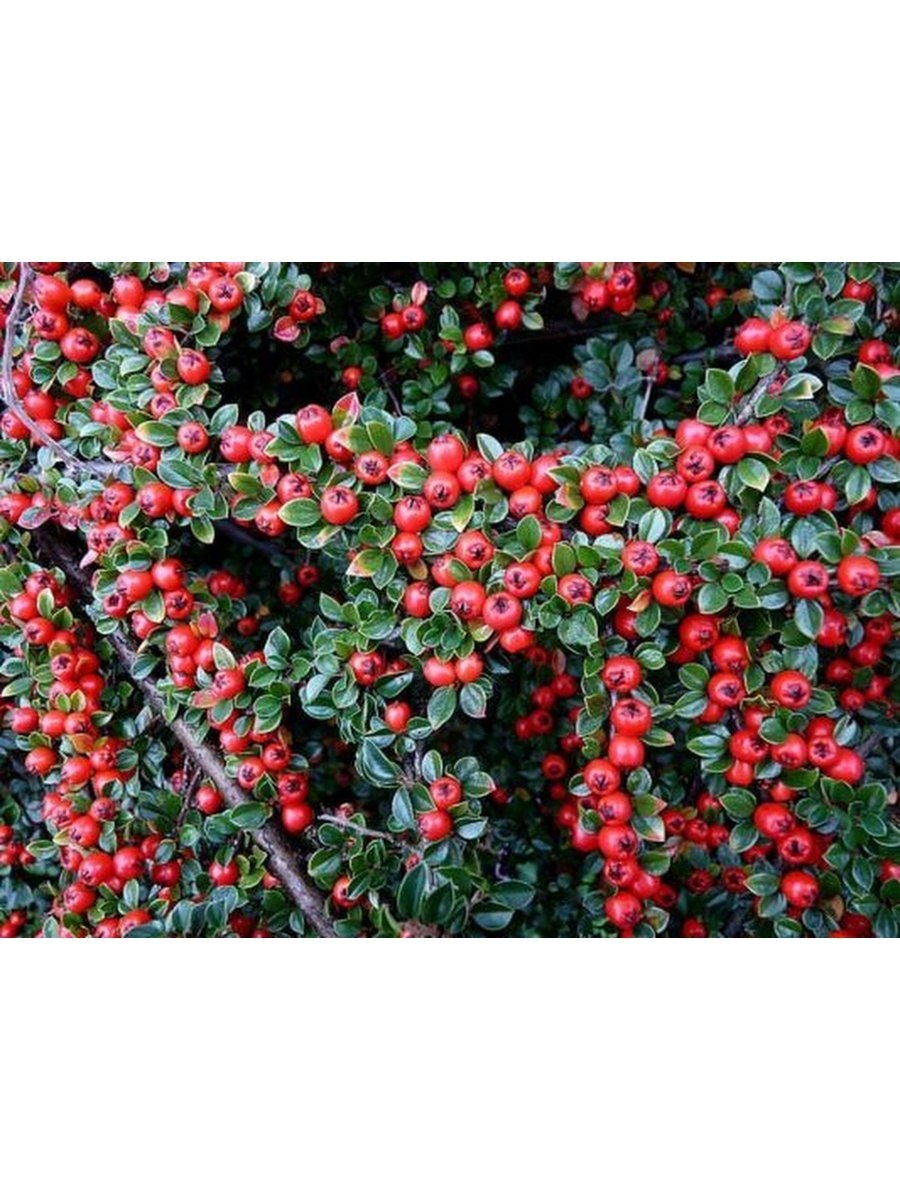 Кизильник алаунский