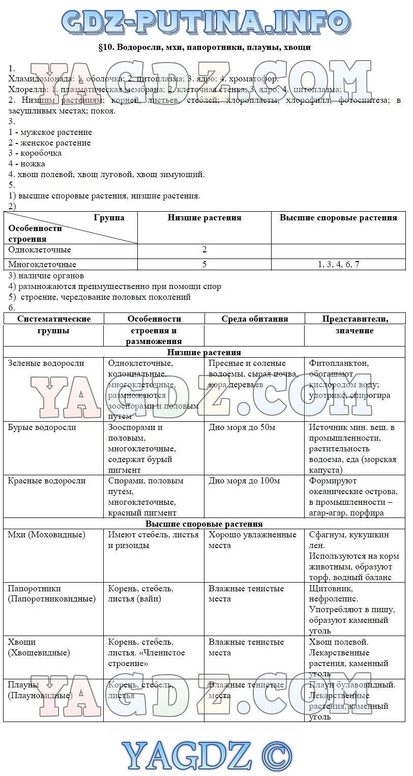 Цикл развития папоротника схема