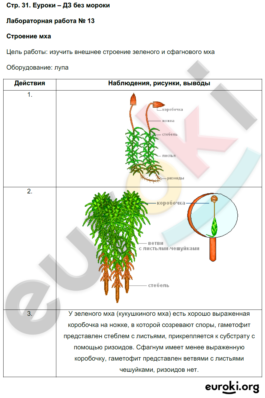 Споровые растения имеющие стебли листья и возможно ризоиды