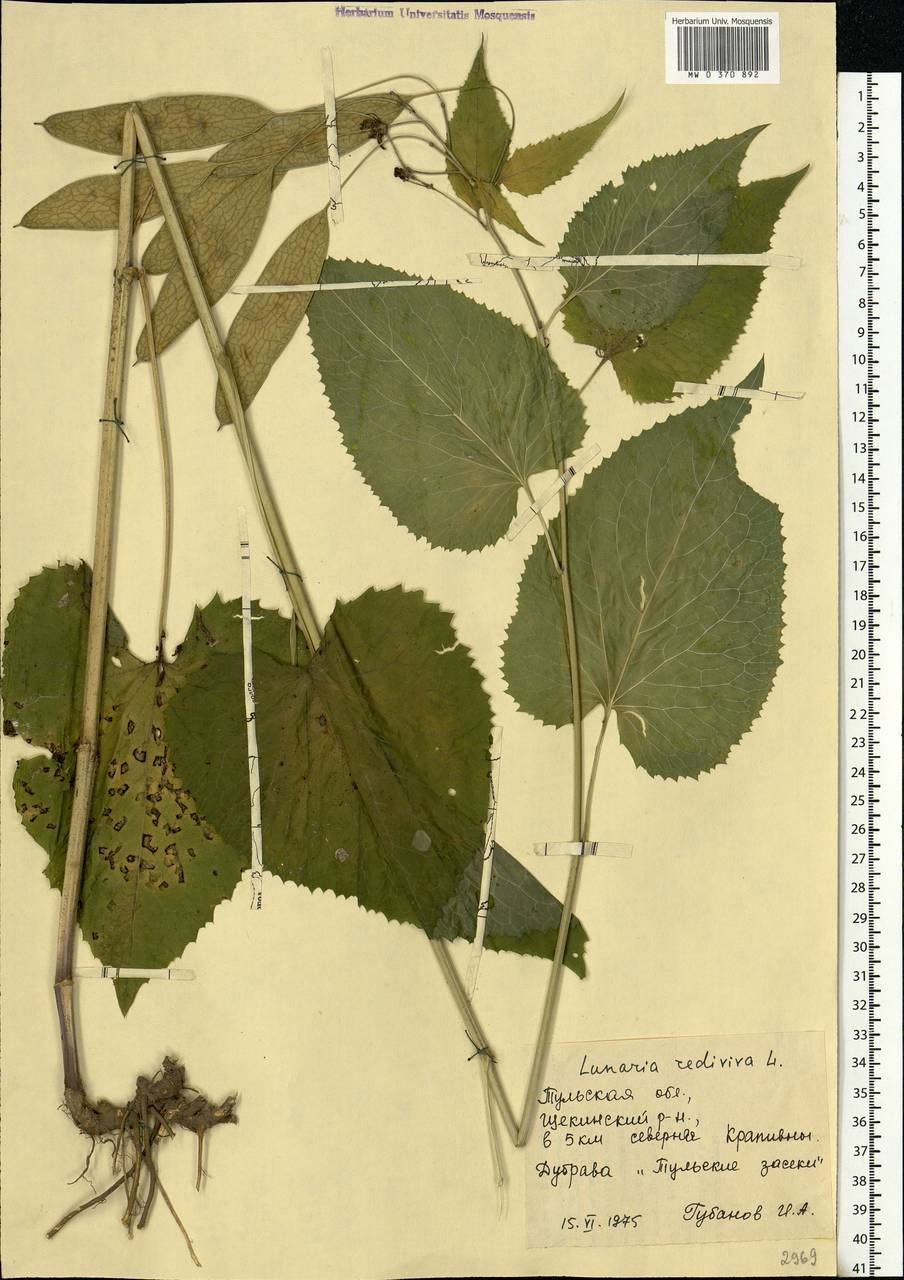 Рис.3.15 Lunaria Rediviva l.