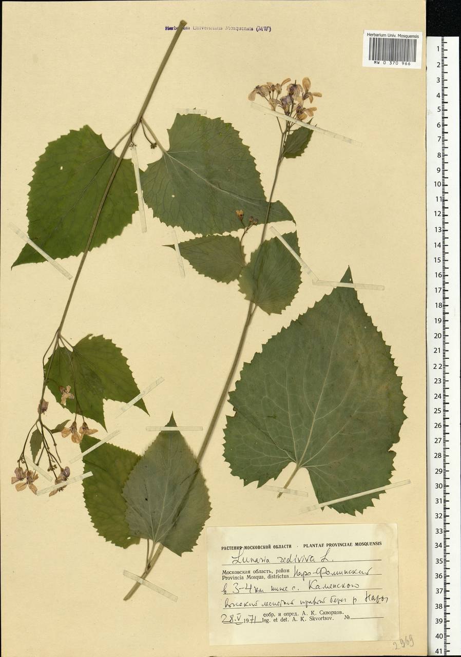 Лунария многолетний фиолетовый