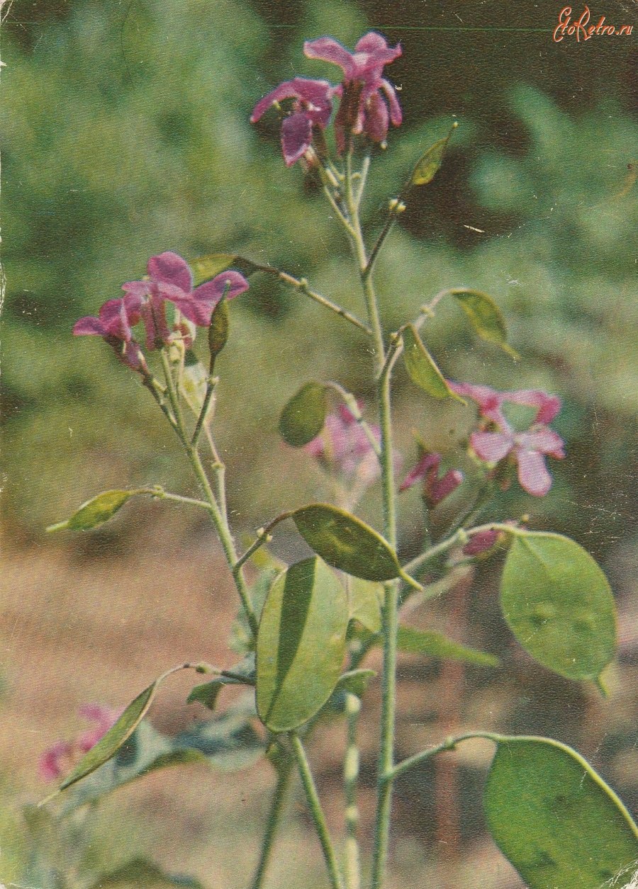 Цветок Лунник красный