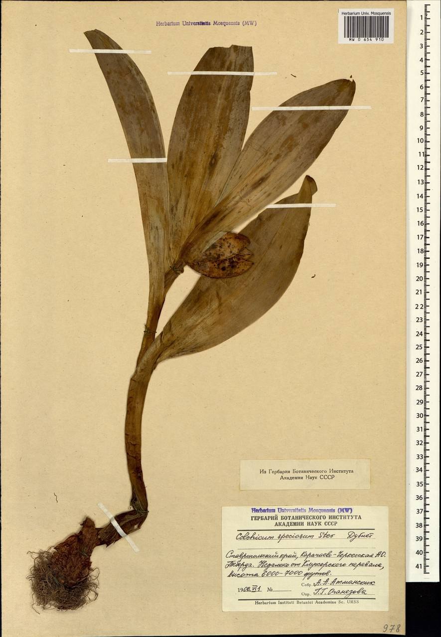 Colchicum speciosum гербарий