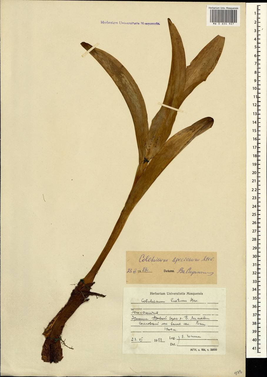 Colchicum speciosum гербарий