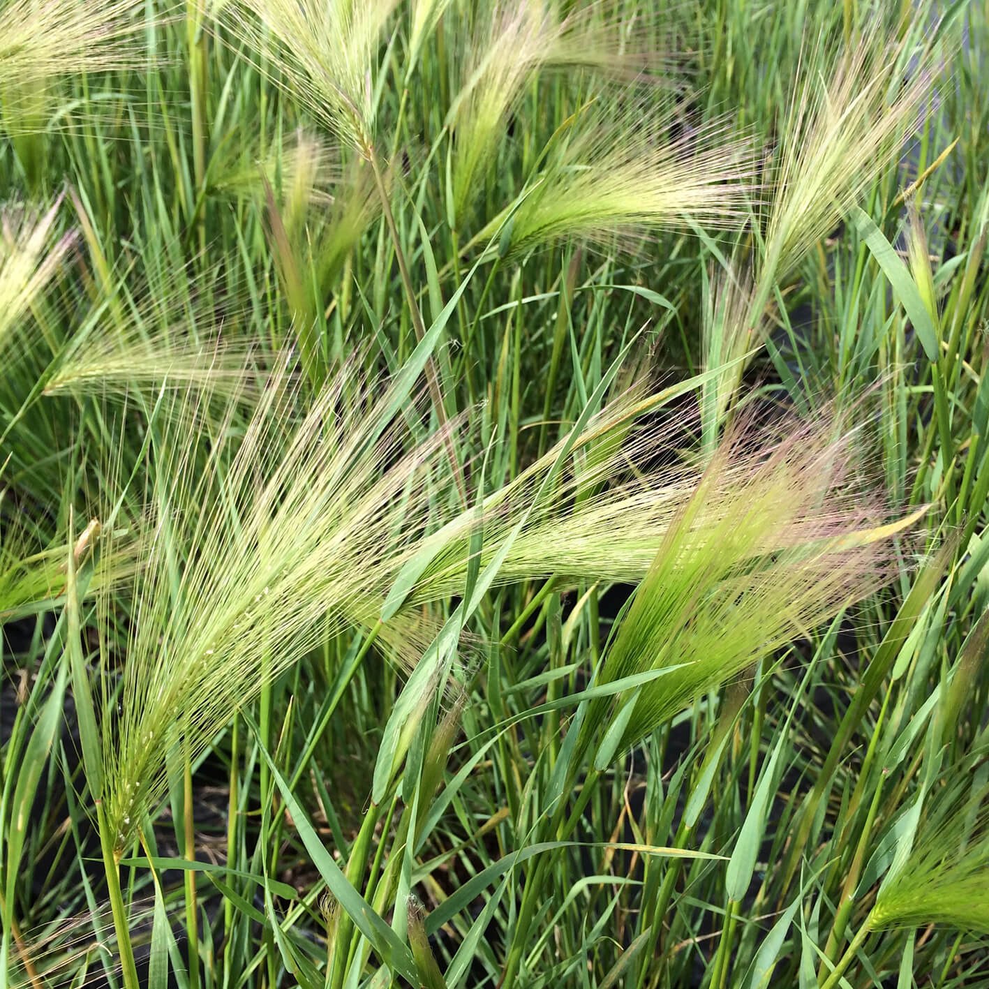 Ячмень относится. Ячмень гривастый (Hordeum jubatum). Ячмень сорт "Талан". Ячмень ковыль щетинник. Ячмень Туркестанский.