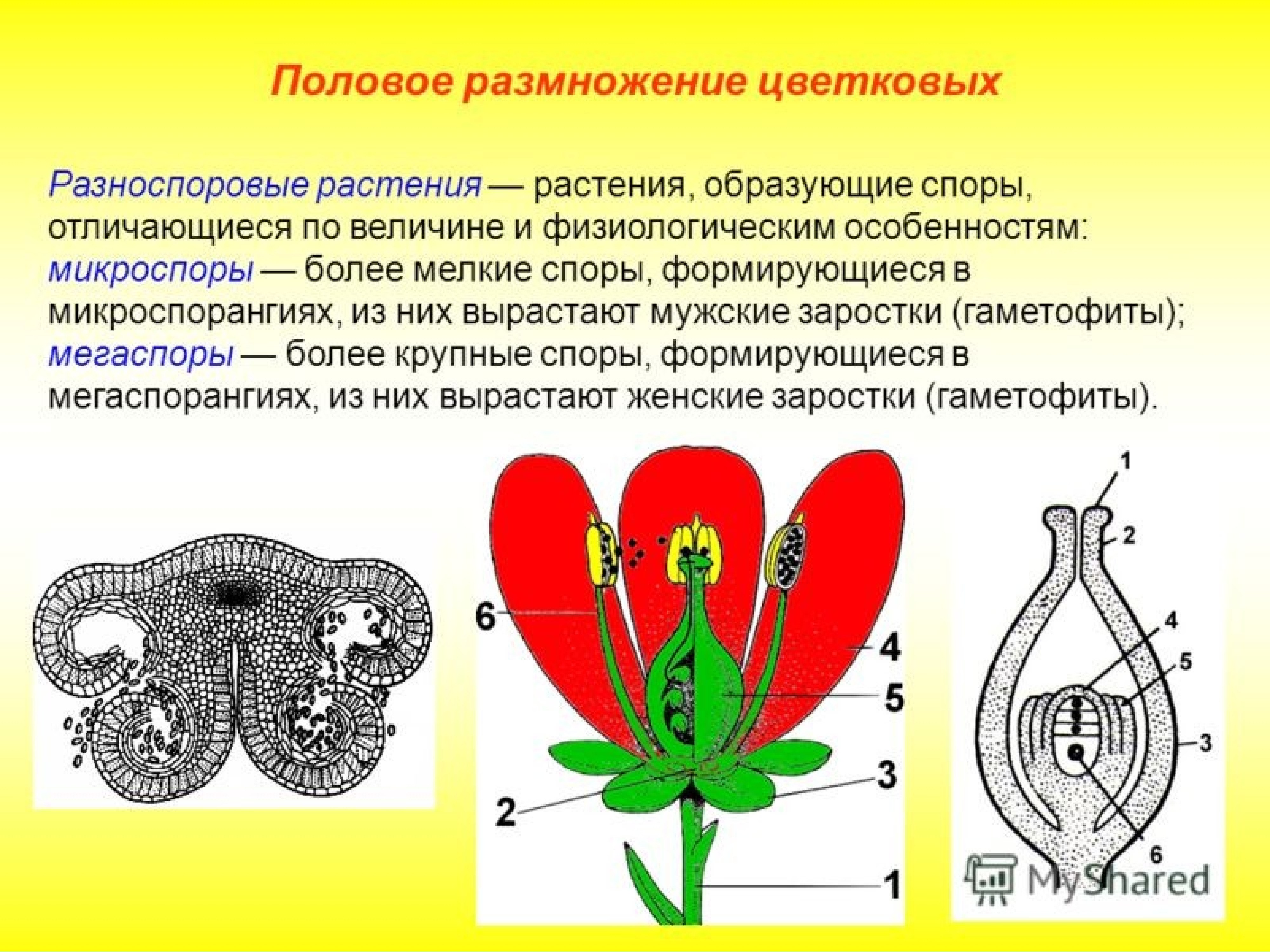 Генеративное размножение растений какие органы. Половое размножение цветковых. Размножение цветковых растений. Разноспоровые растения. Микроспора цветковых растений.
